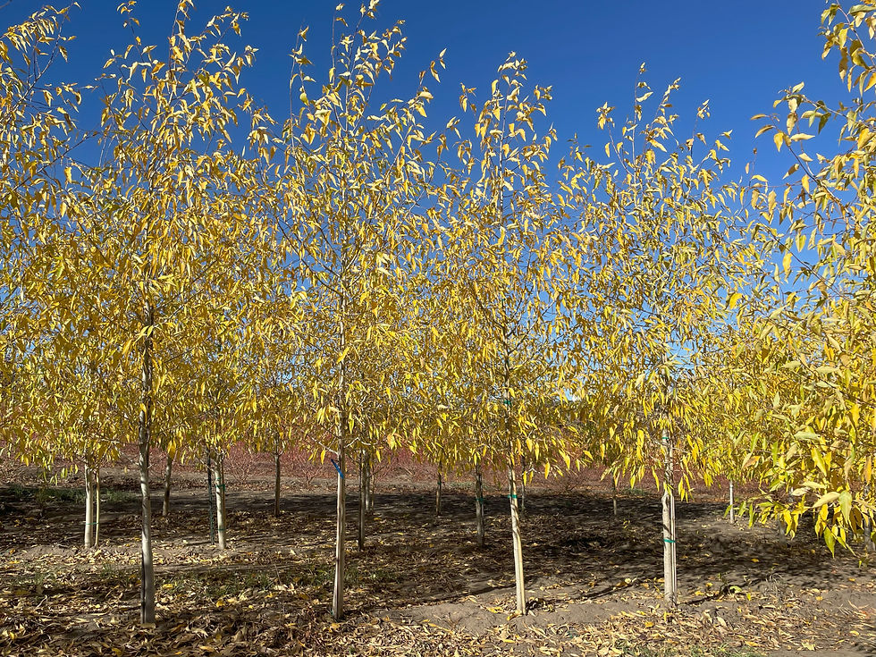 Narrowleaf Poplar