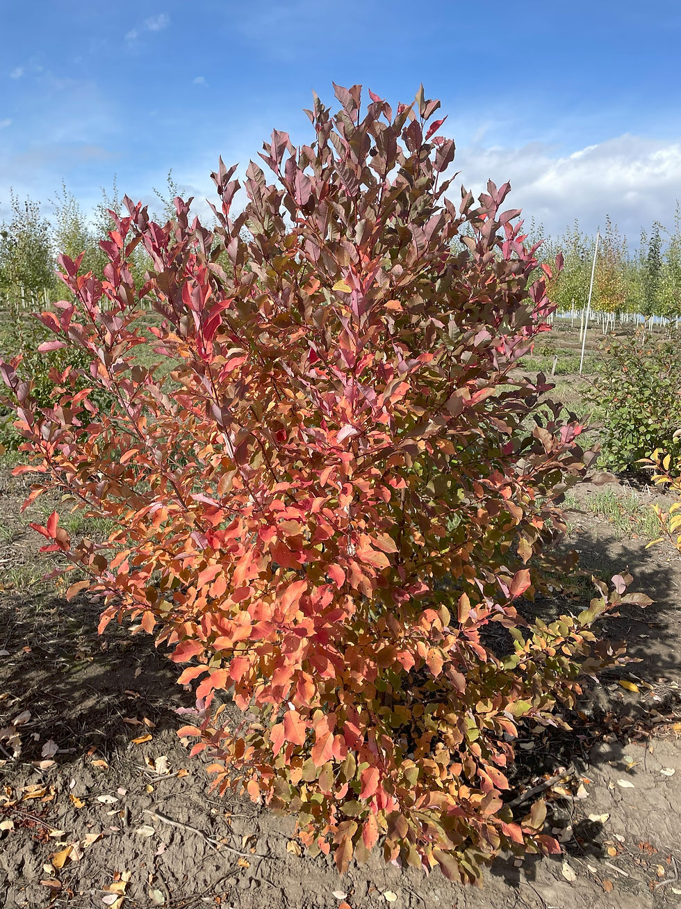 Common Chokecherry Shrub