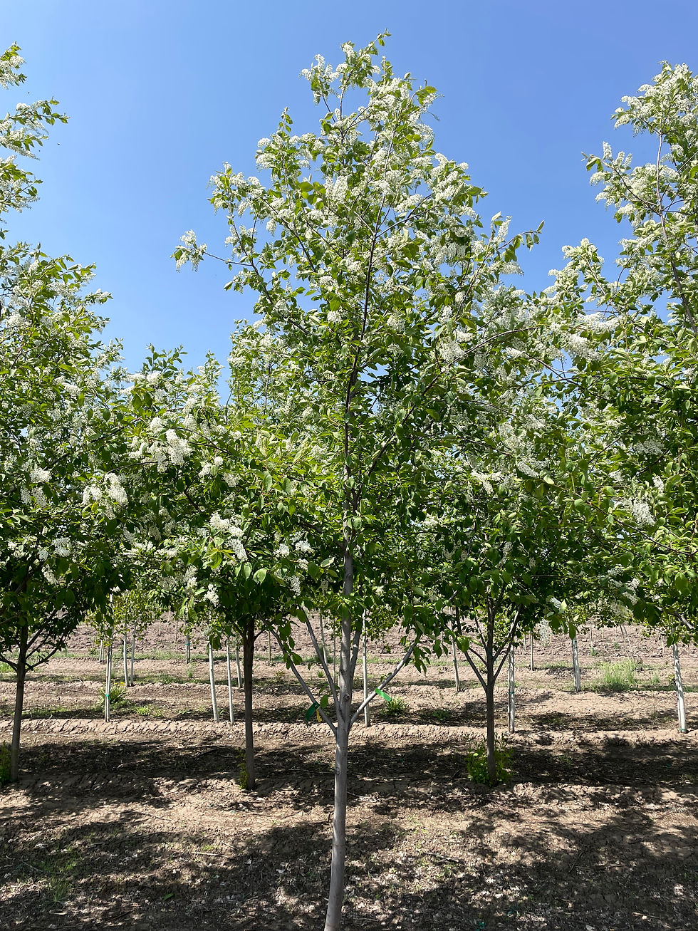 Canada Red Chokecherry Tree