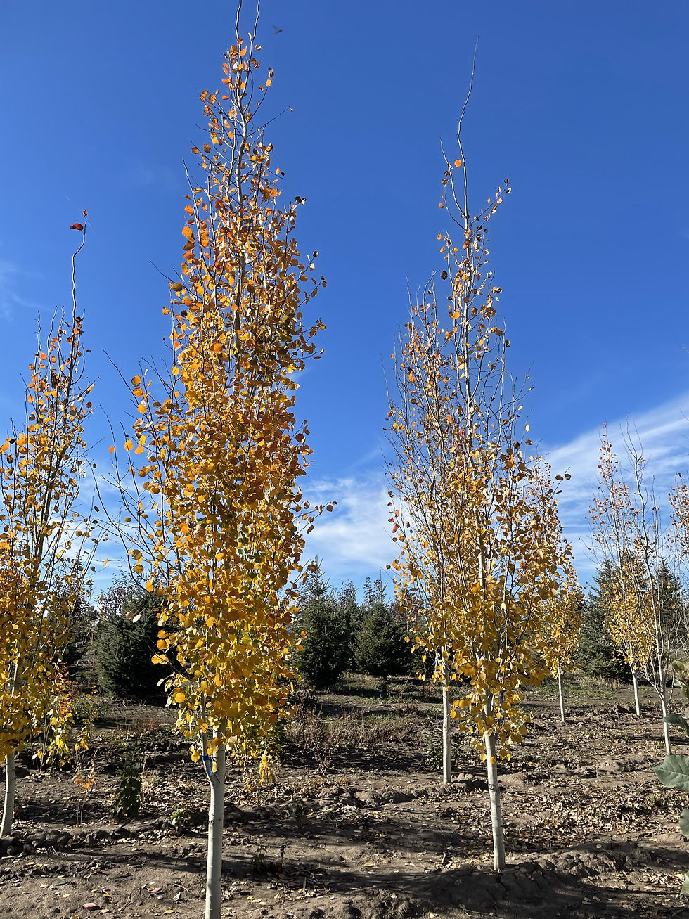 Swedish Aspen