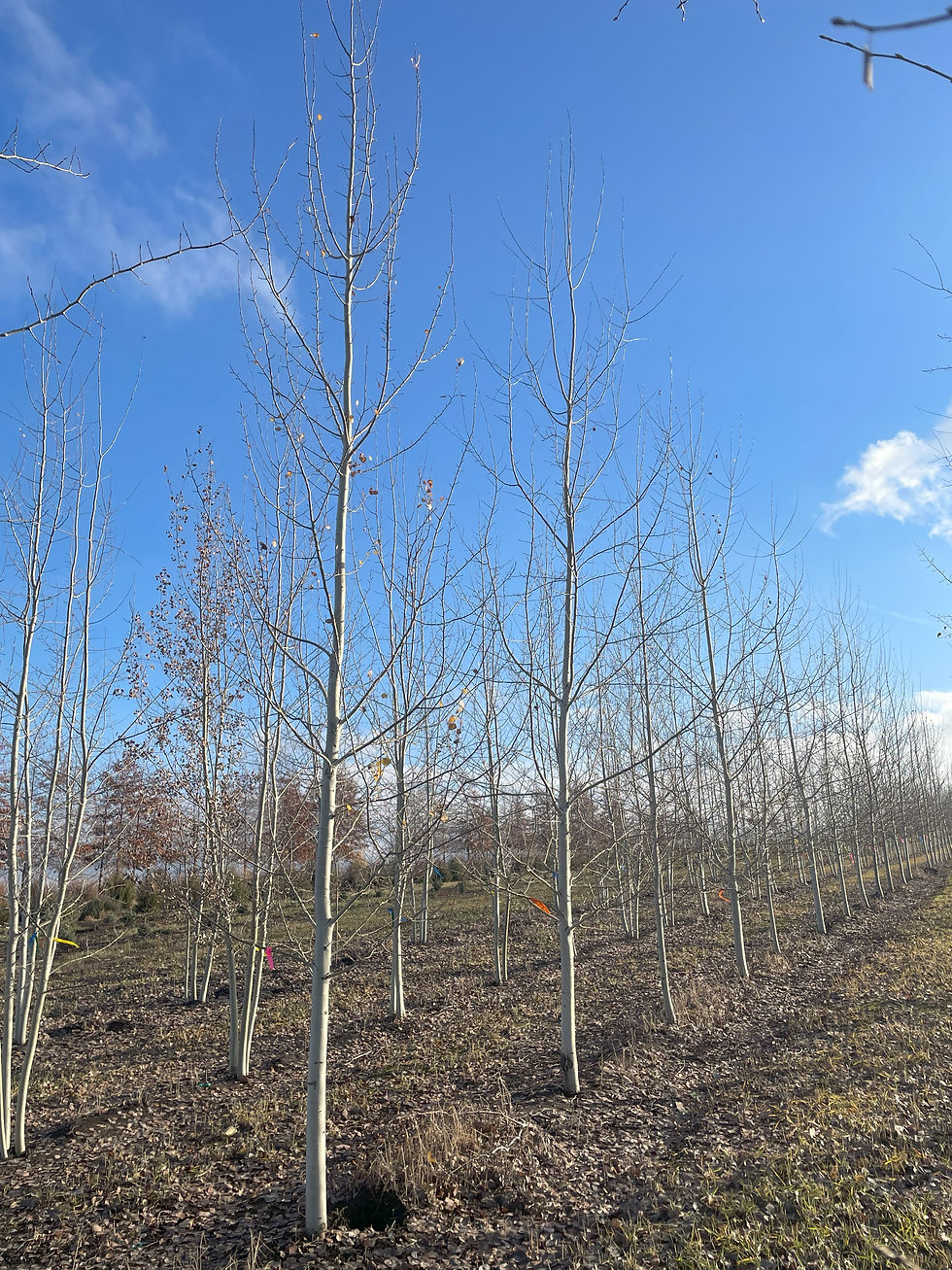 Quaking Aspen