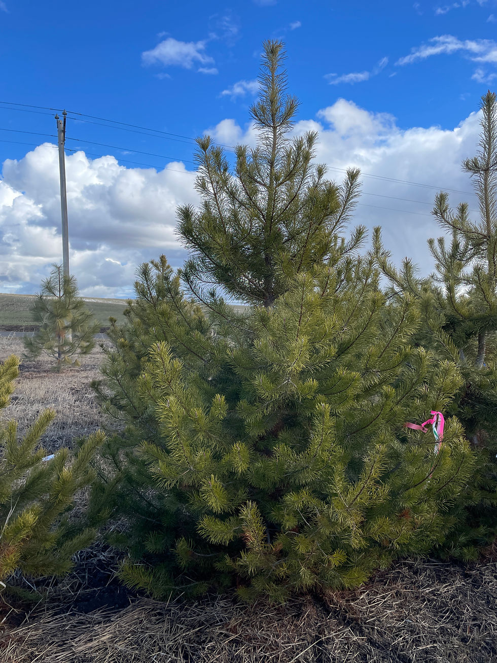 Lodgepole Pine