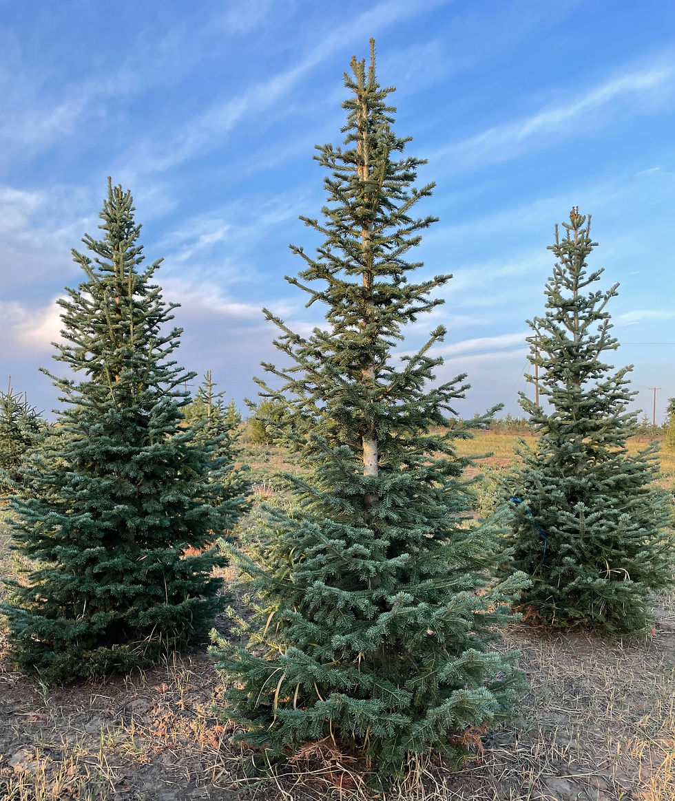 Corkbark Fir