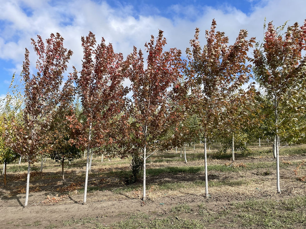 Autumn Blaze Maple