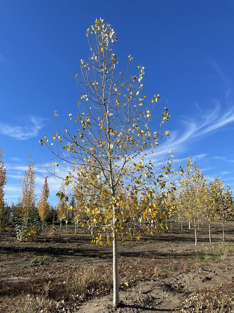 Lanceleaf Poplar
