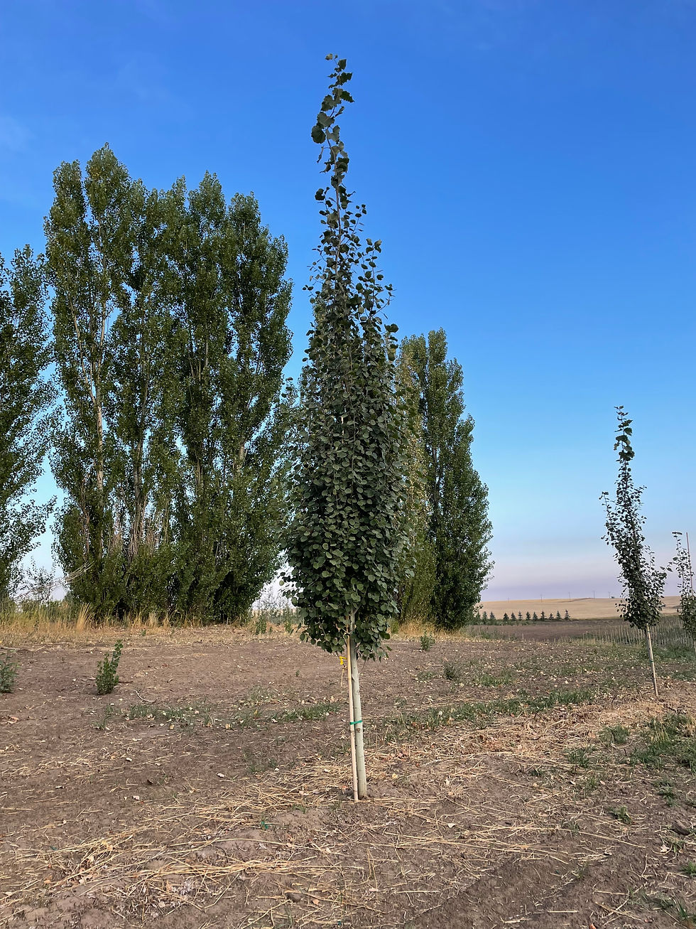 Swedish Aspen