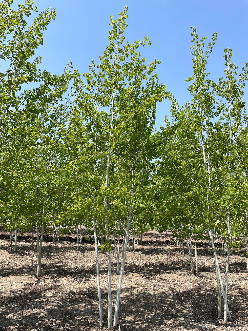 Quaking Aspen Multi-Stem