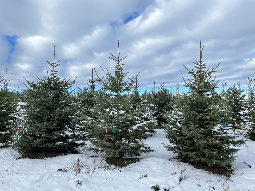 Engelman Spruce