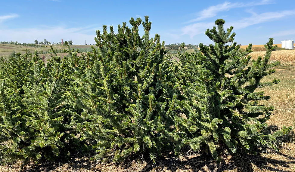 Bristlecone Pine