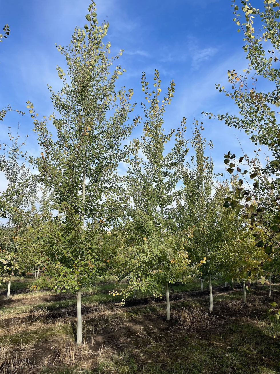 Quaking Aspen