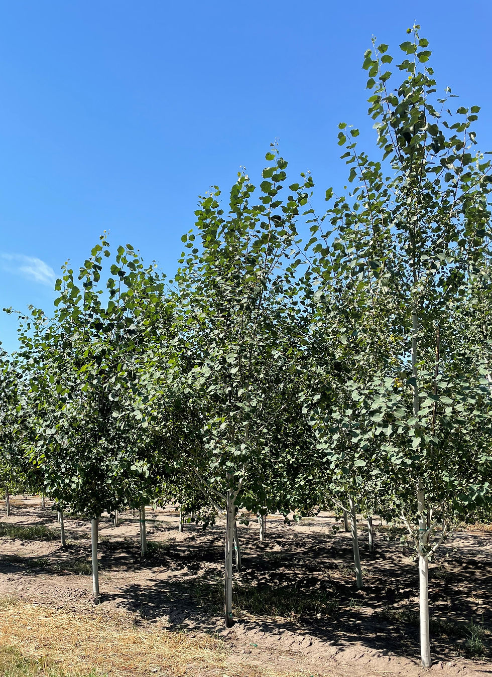 Quaking Aspen