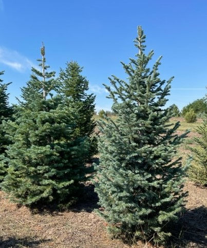 Corkbark Fir