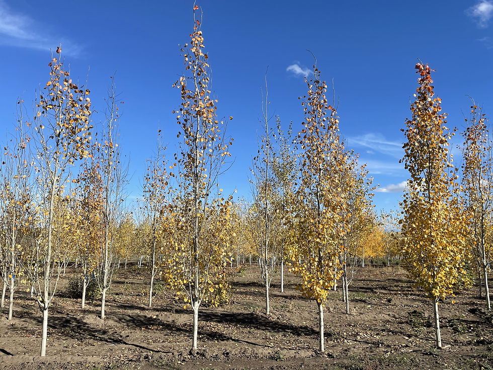 Swedish Aspen