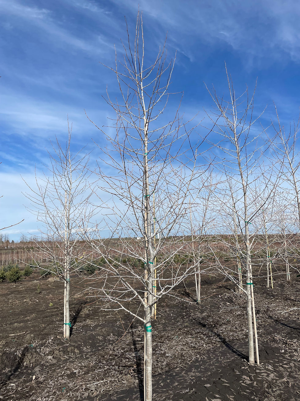 Narrowleaf Poplar