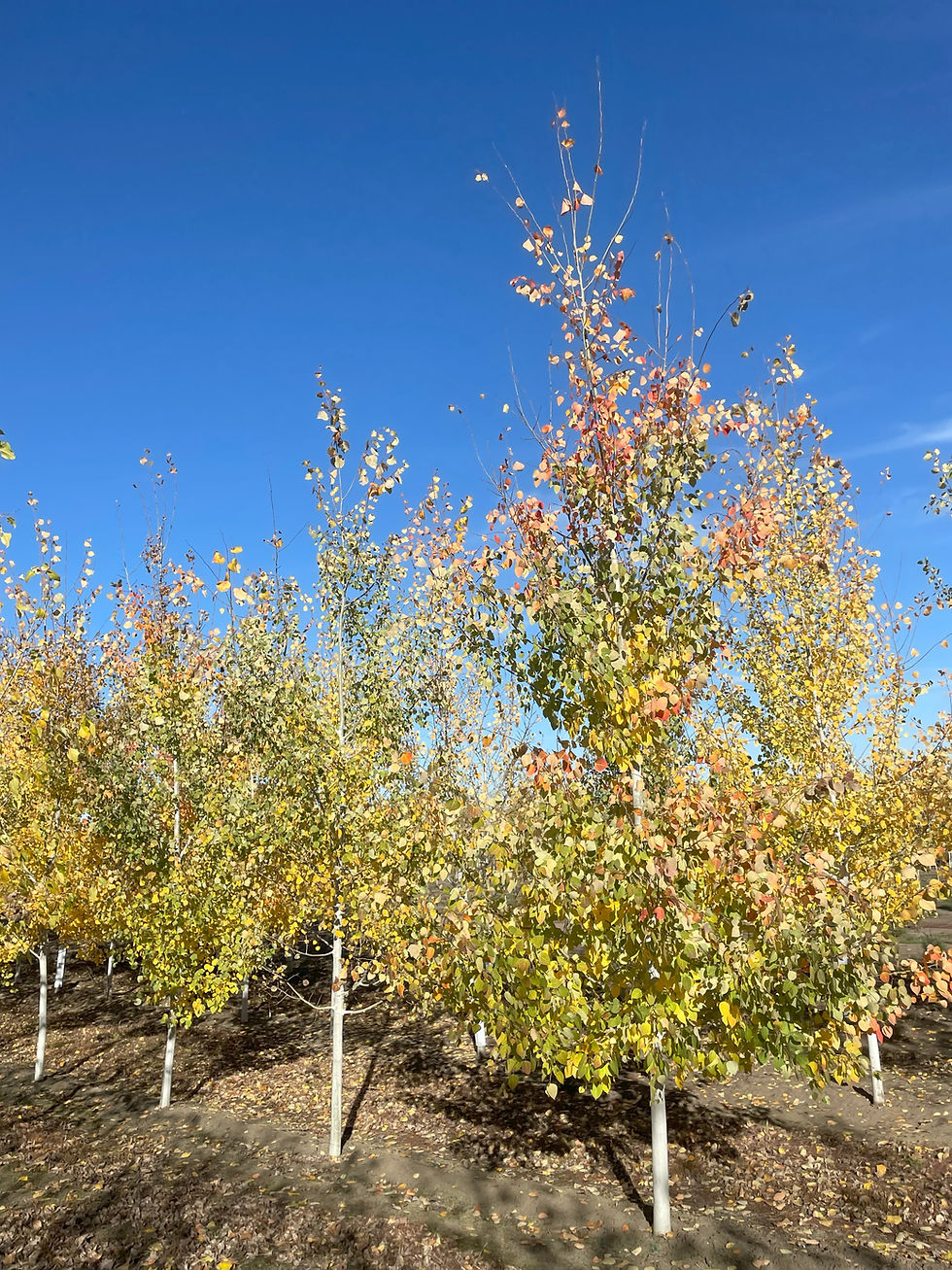 Quaking Aspen
