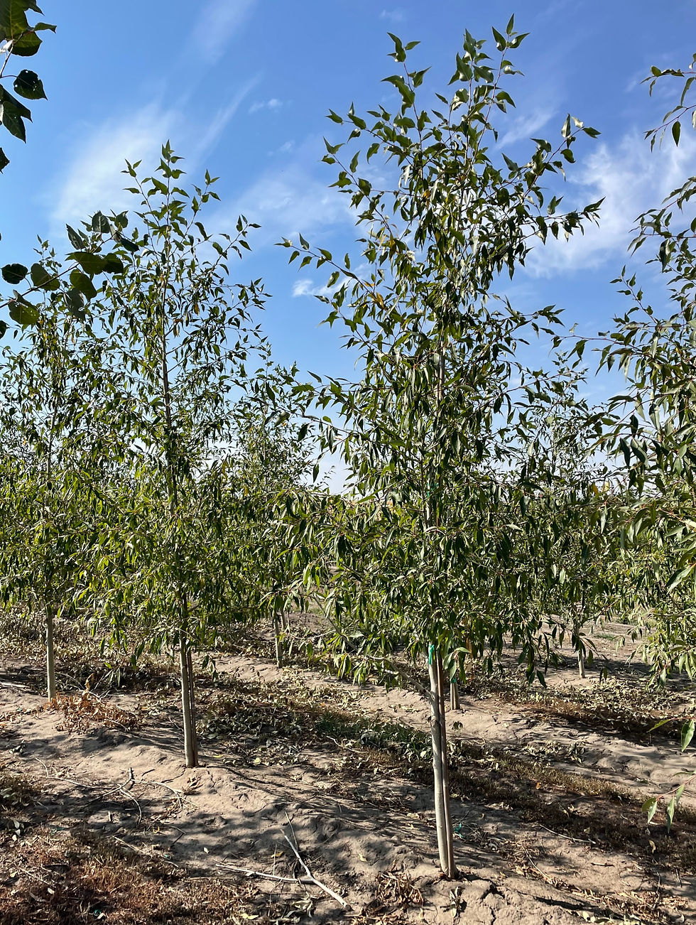 Narrowleaf Poplar