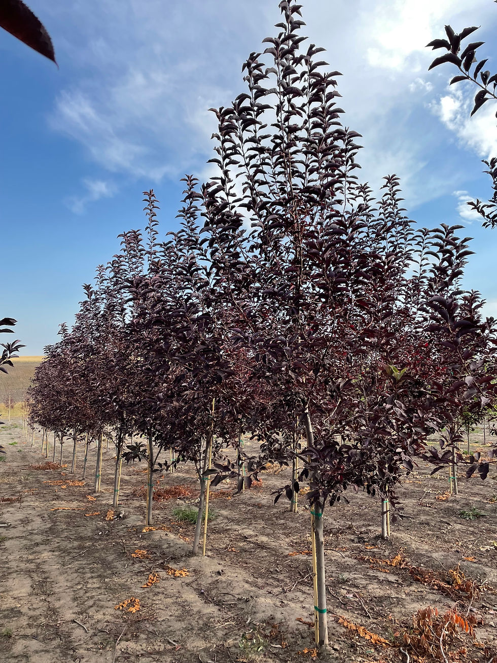 Canada Red Chokecherry Tree