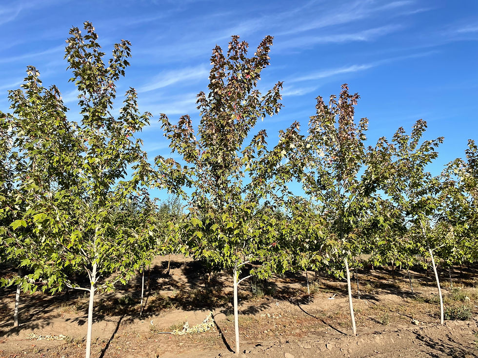 Autumn Blaze Maple
