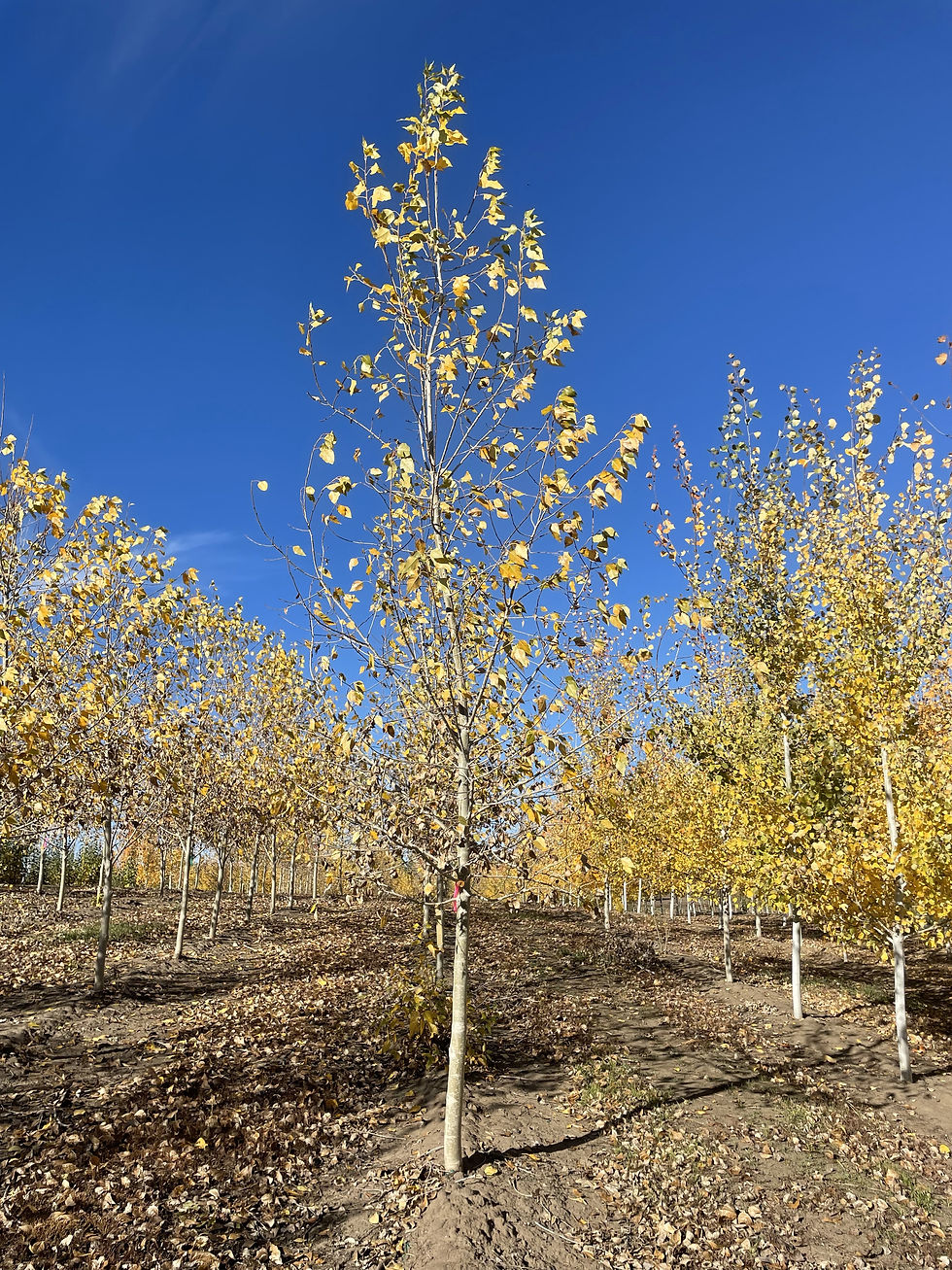 Lanceleaf Poplar