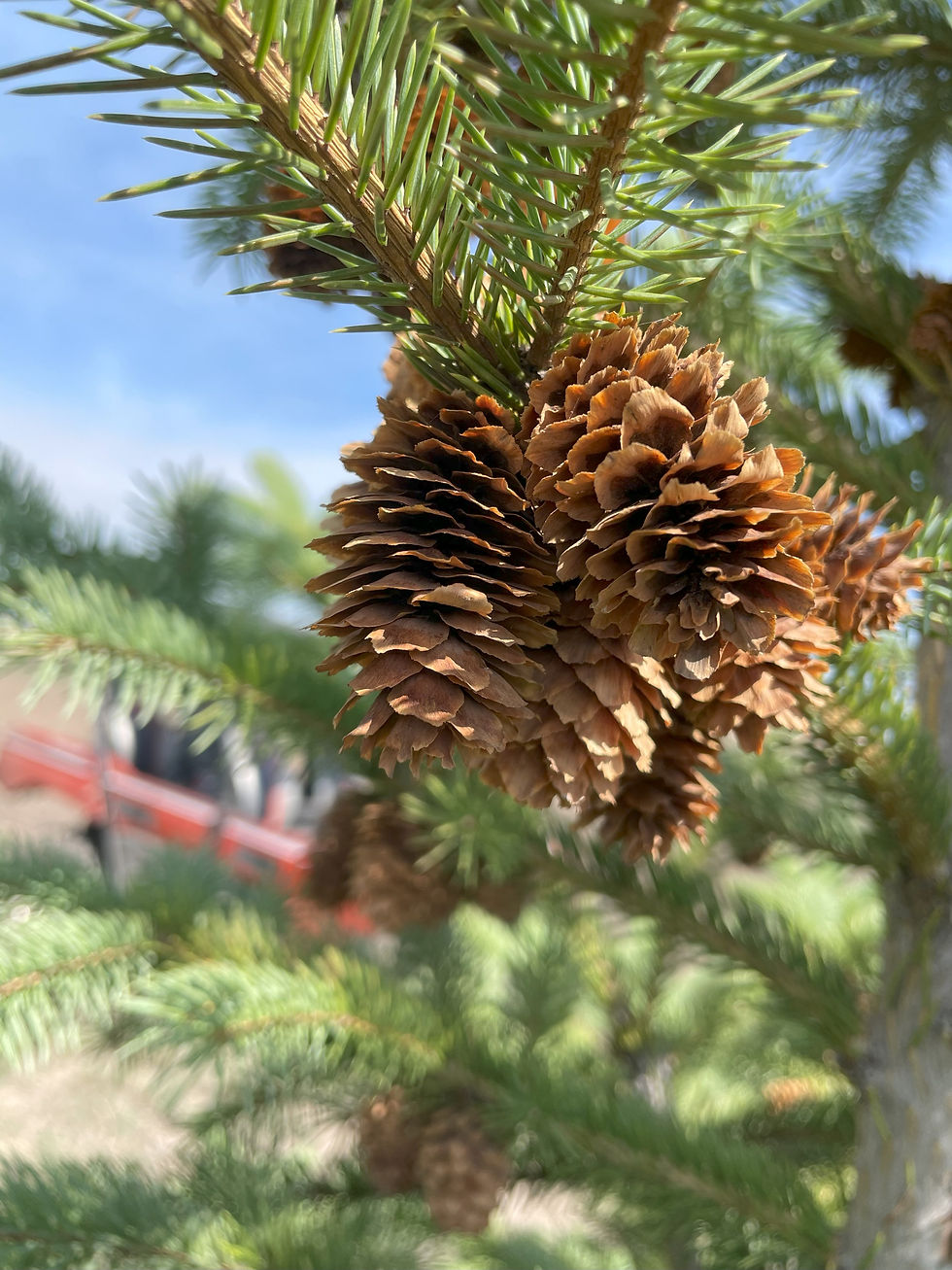 Engelman Spruce