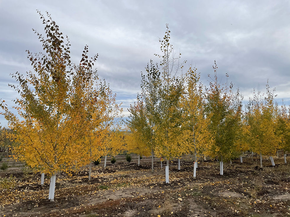 Quaking Aspen
