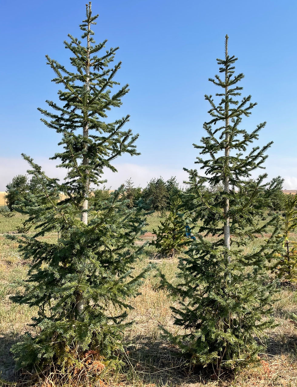 Corkbark Fir