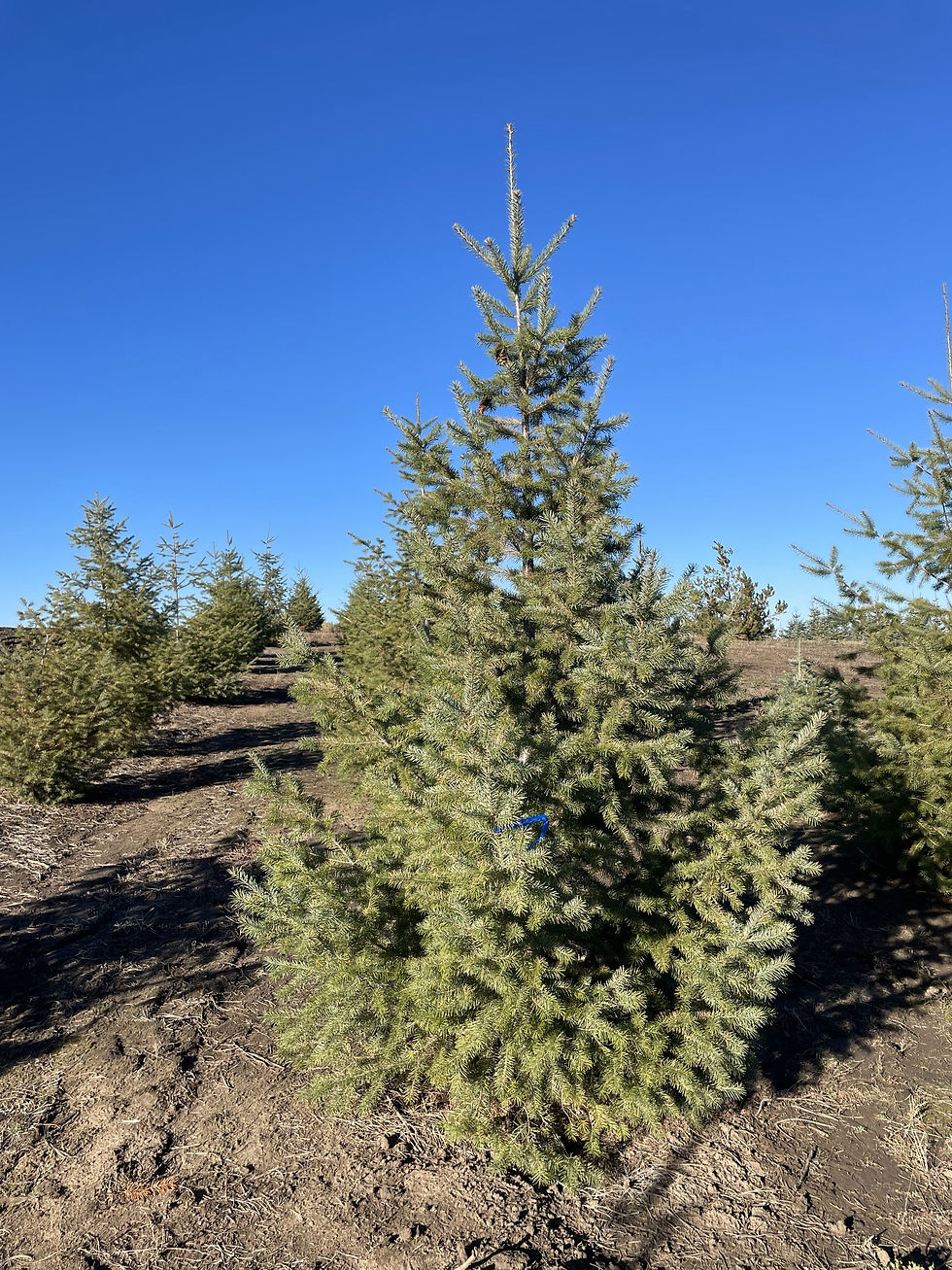 Douglas Fir