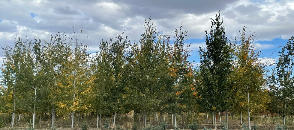 Quaking Aspen