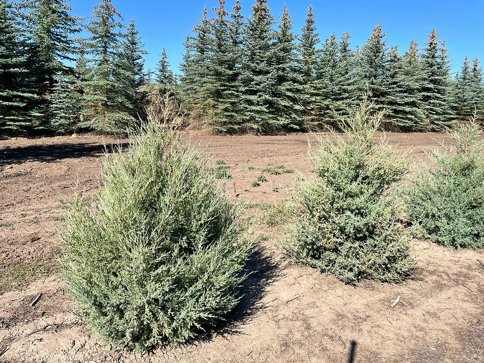 Rocky Mountain Juniper