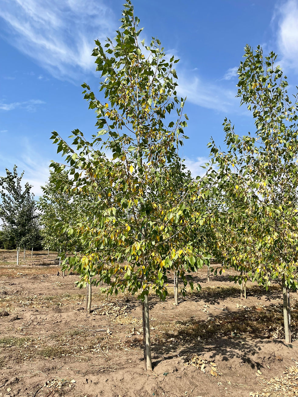 Lanceleaf Poplar