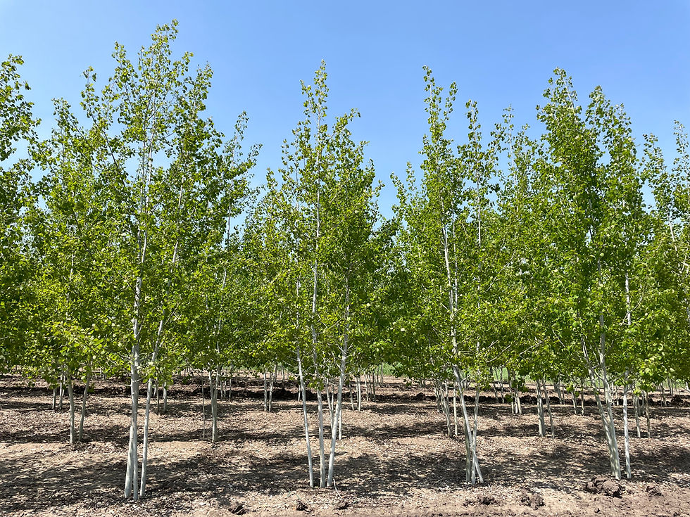 Quaking Aspen Multi-Stem