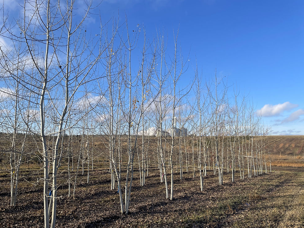 Quaking Aspen MS