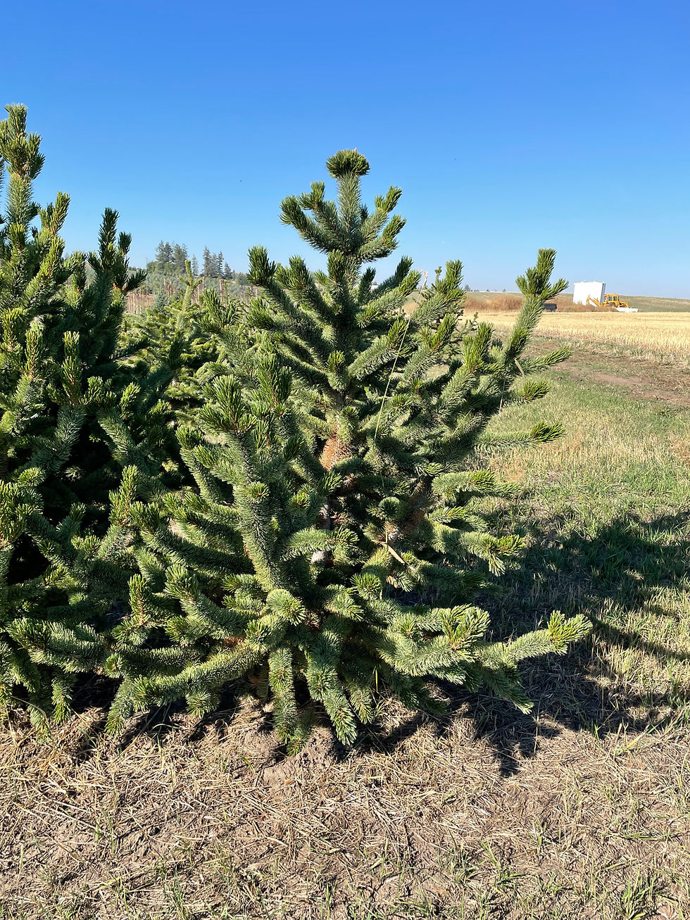Bristlecone Pine