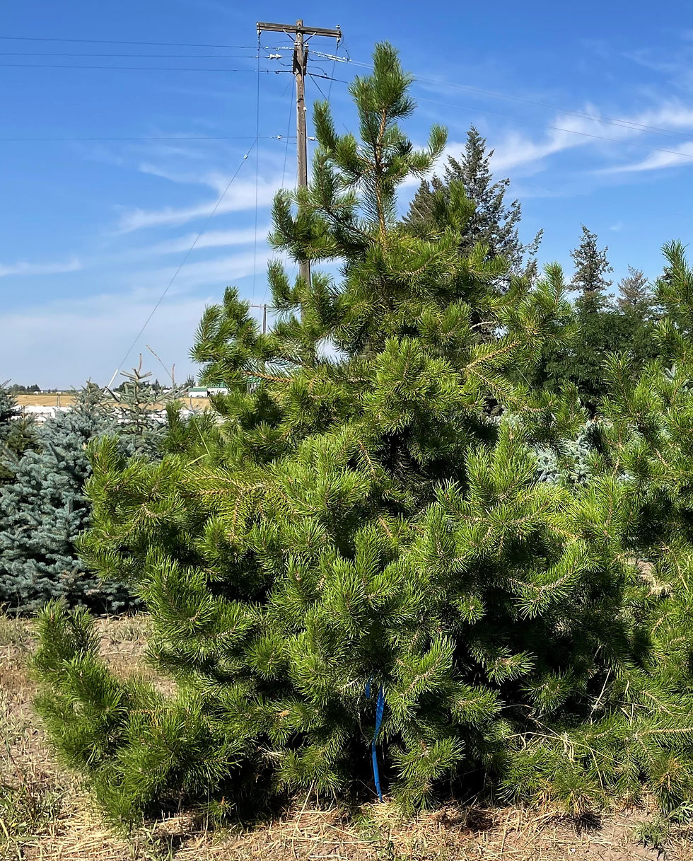 Lodgepole Pine