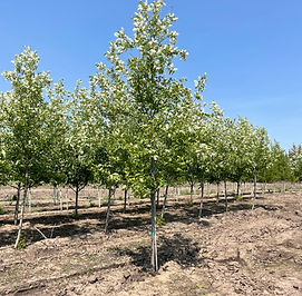 Canada Red Chokecherry