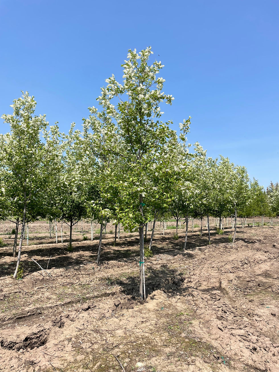 Canada Red Chokecherry