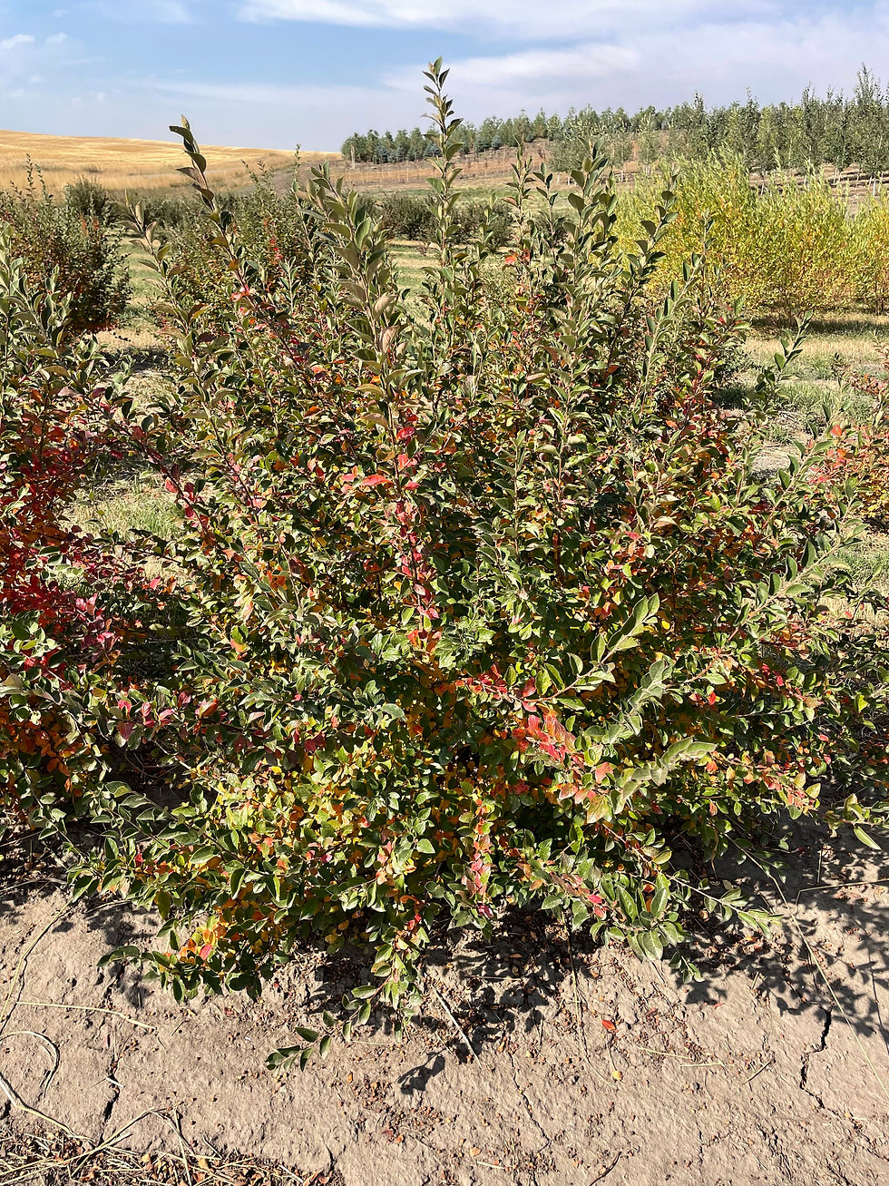 Peking Cotoneaster