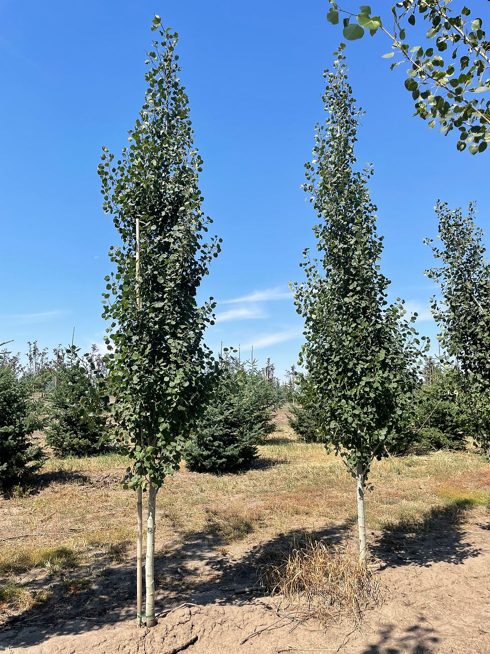 Swedish Aspen