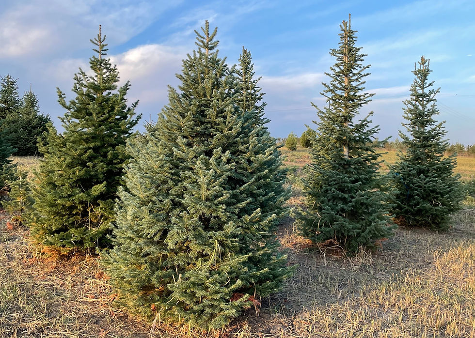 Corkbark Fir