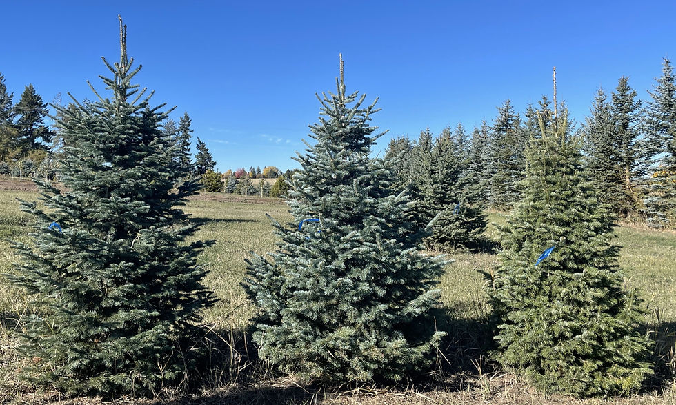 Corkbark Fir