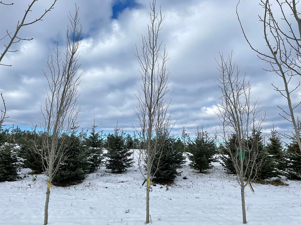 Swedish Aspen