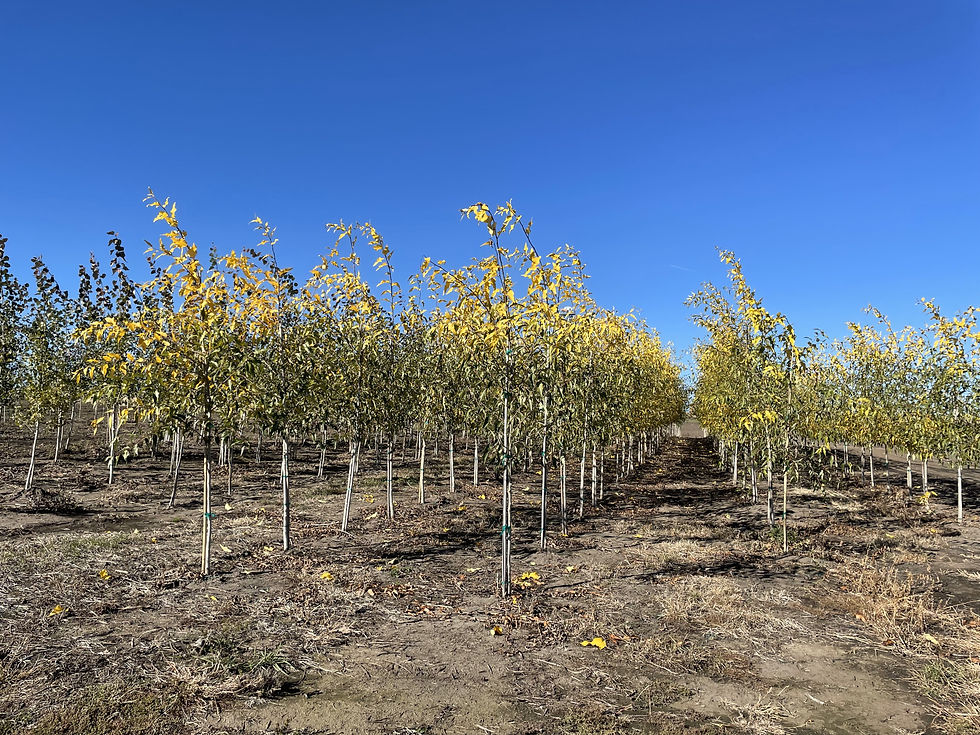 Narrowleaf Poplar
