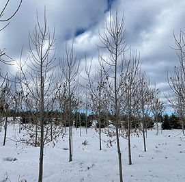 Lanceleaf Poplar
