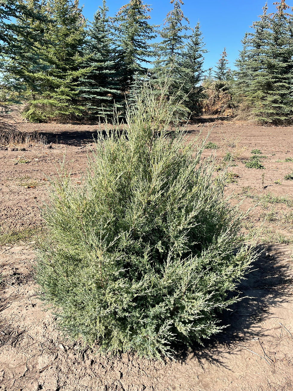 Rocky Mountain Juniper