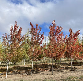 Autumn Blaze Maple