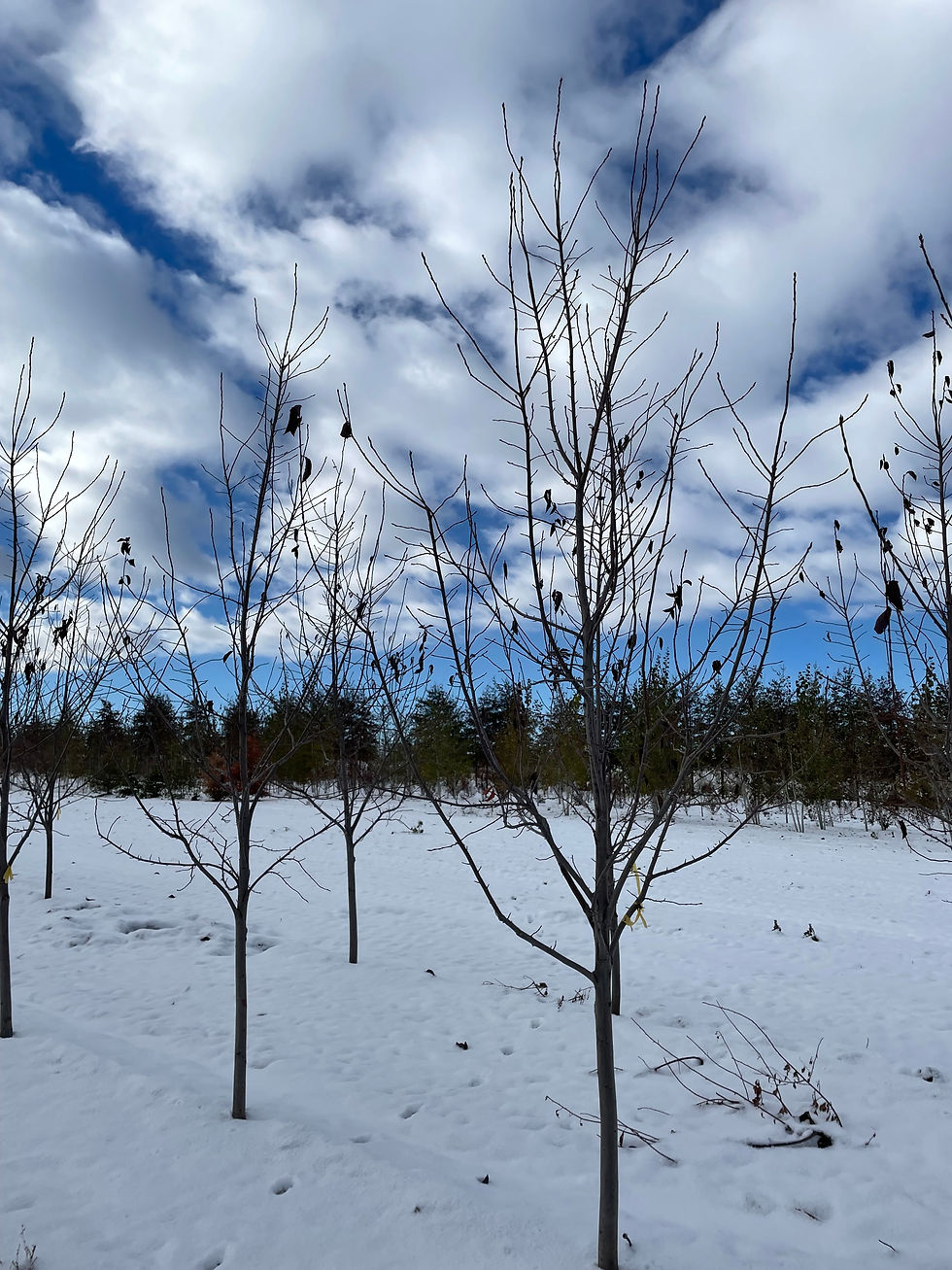 Canada Red Chokecherry Tree