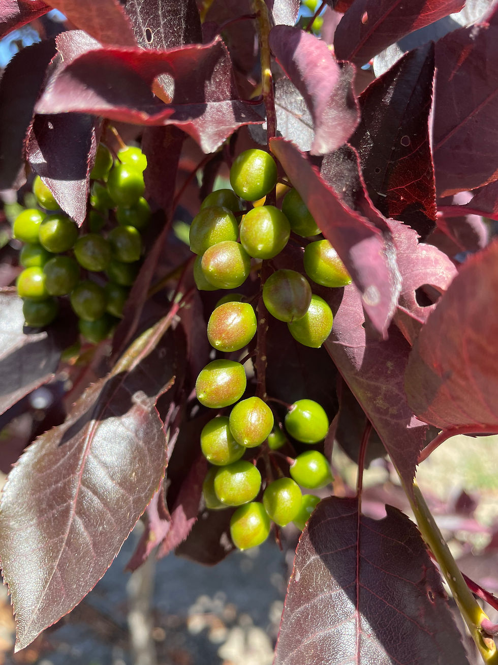 Canada Red Chokecherry Tree