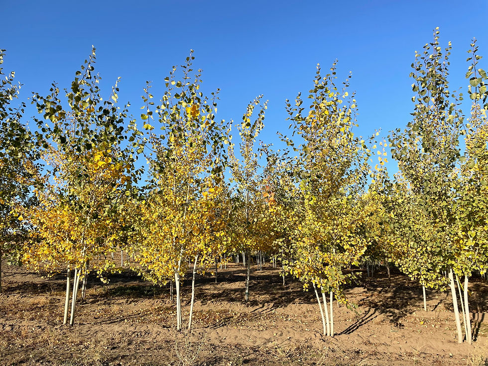 Quaking Aspen Multi-Stem