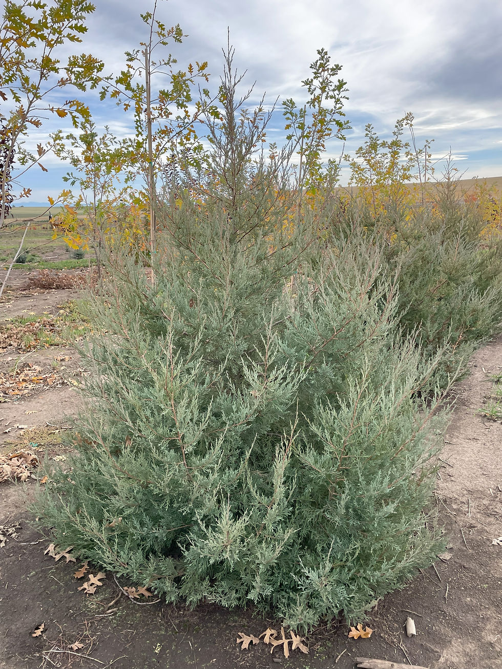 Rocky Mountain Juniper