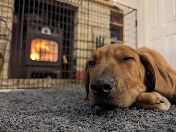 Rio asleep in front of the fire